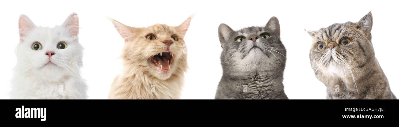 Set of adorable cats on white background Stock Photo - Alamy