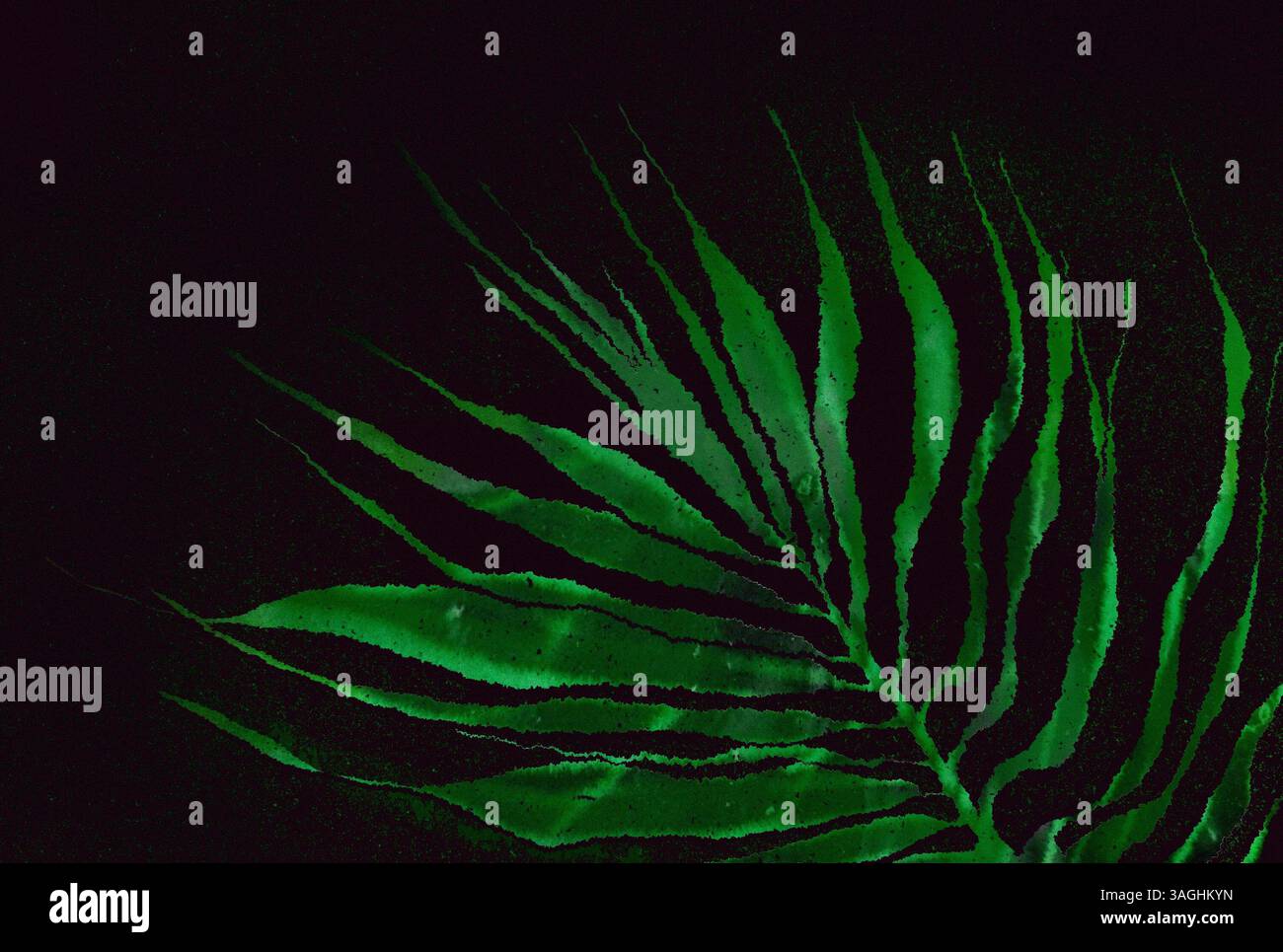 Green palm leaf on contrasting darks black background. Tropical leaves with noise grainy effect. Exotic nature of jungles, tropical forest at night. Stock Photo