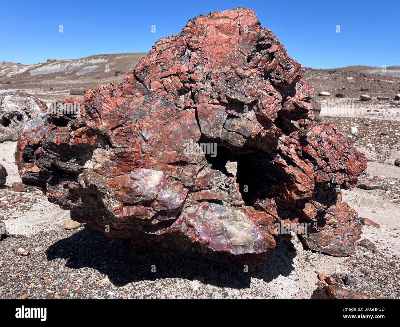 Painted Tree at Petrified National Forest - Smartphone Captured Stock Image