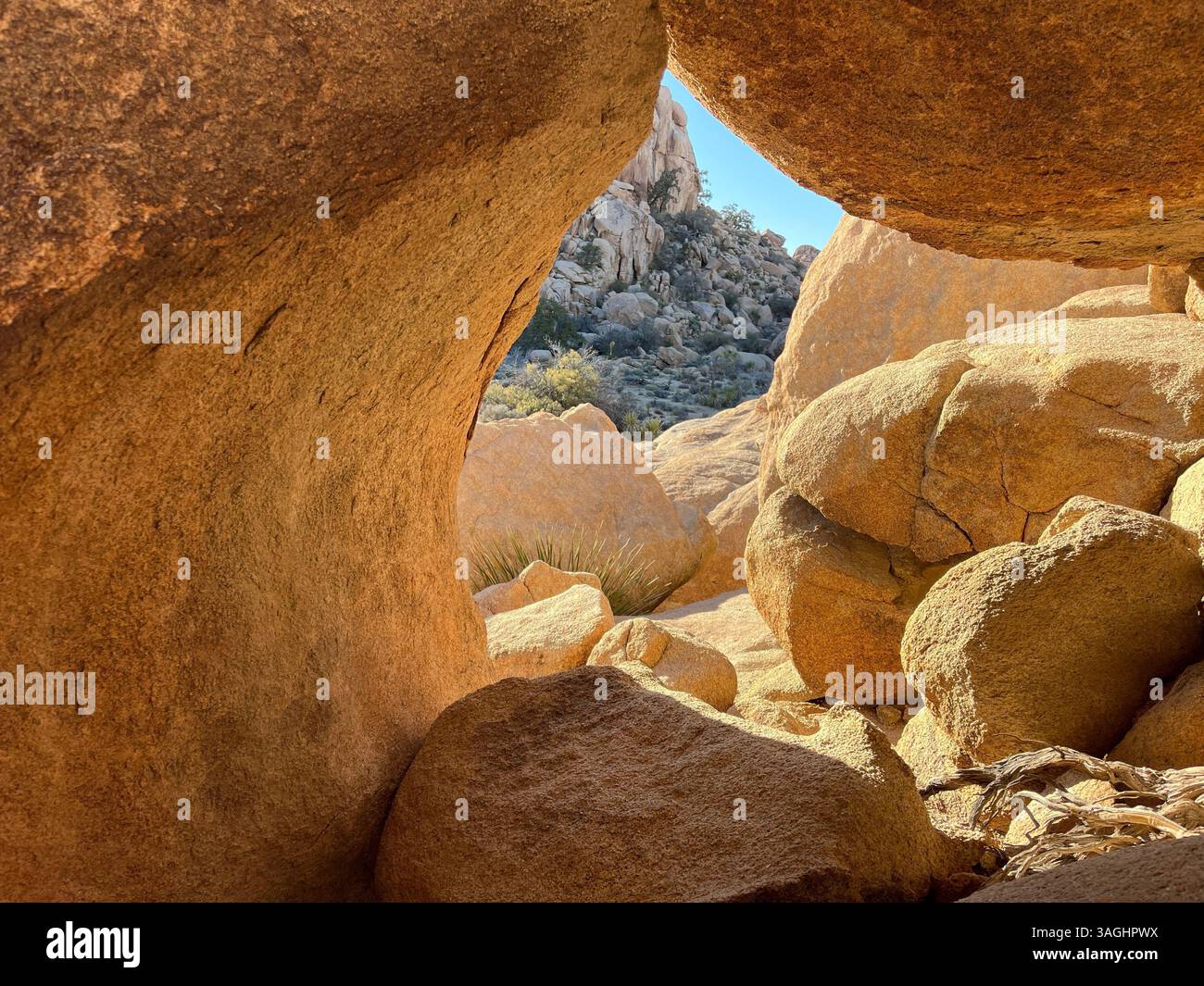 sun shining in at Joshua tree park - Smartphone Captured Stock Image