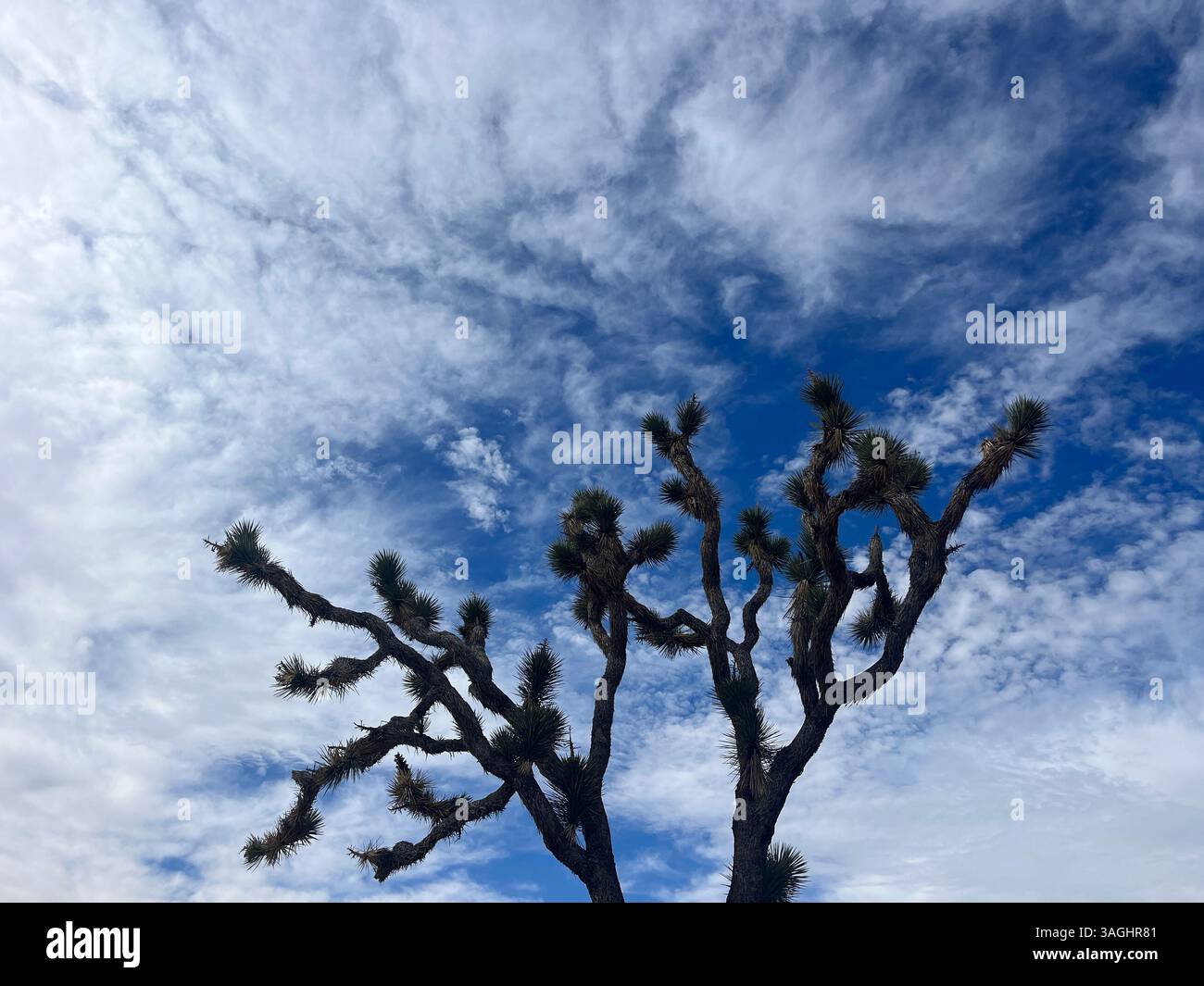 Joshua Tree with Cloudy Blue sky - Smartphone Captured Stock Image