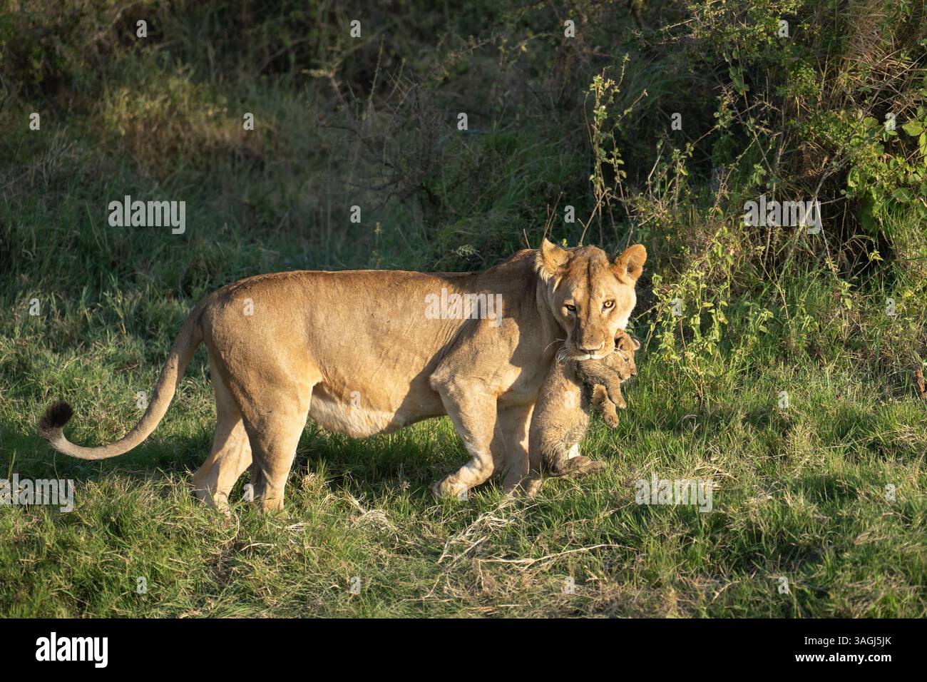 Very young lion cub in the wild hi-res stock photography and images - Alamy