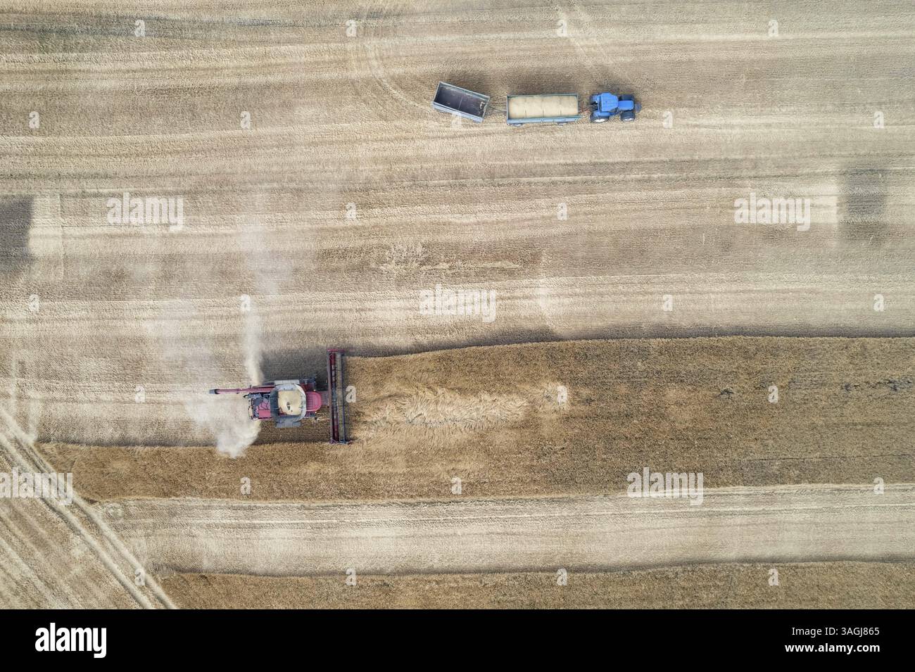 Drone view of the combine mows the grain in the field Stock Photo