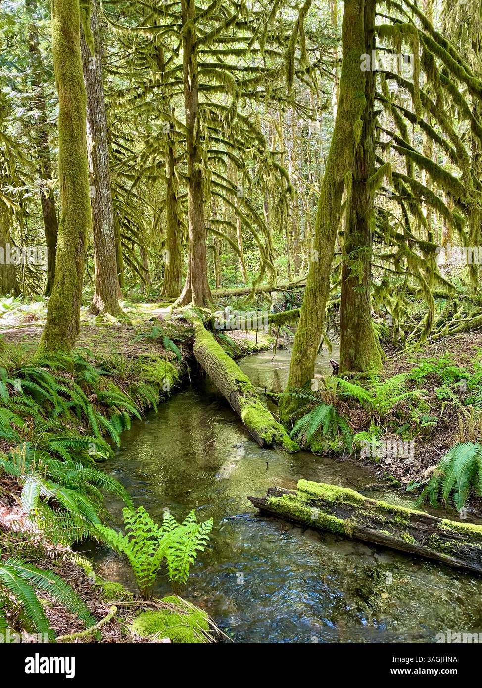 Mossy Forest Creek Beneath Canopy - Smartphone Captured Stock Image