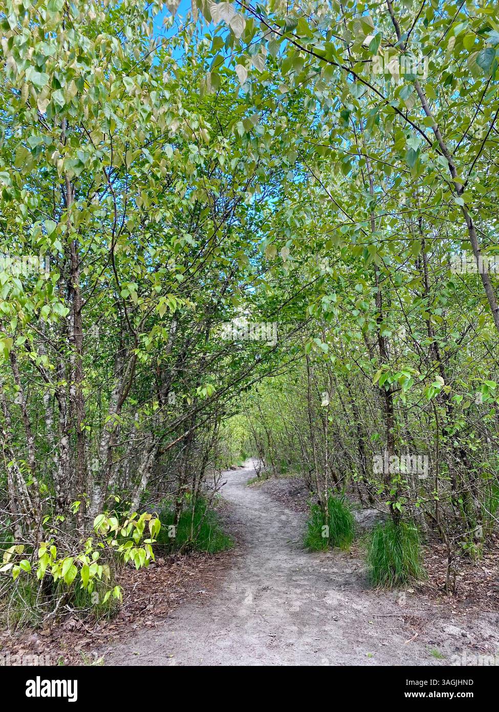 Leafy Trail Beneath Spring Canopy - Smartphone Captured Stock Image