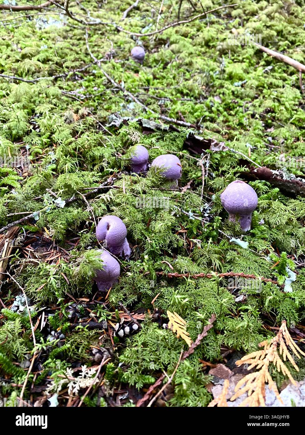 Violet Mushrooms Emerging Through Moss - Smartphone Captured Stock Image
