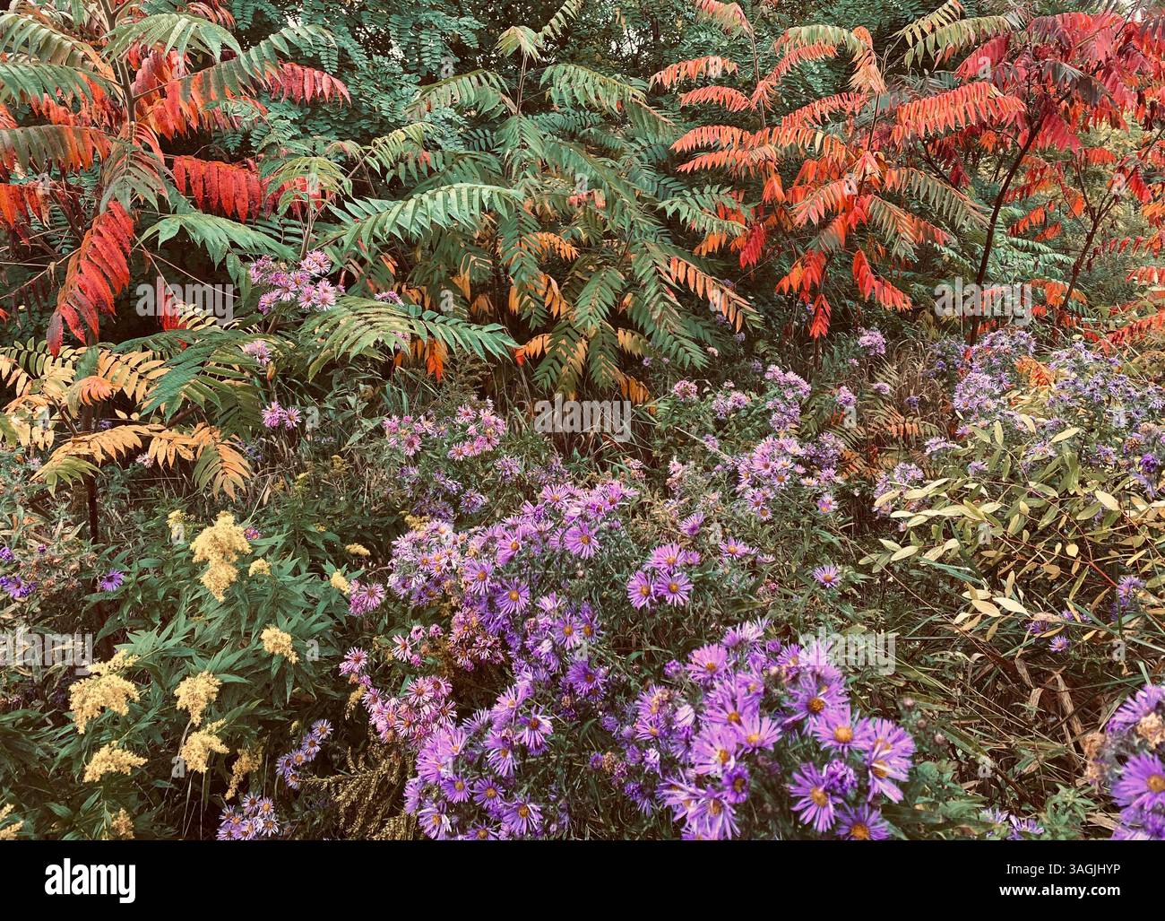 Wild Autumn Garden of Colorful Contrast - Smartphone Captured Stock Image