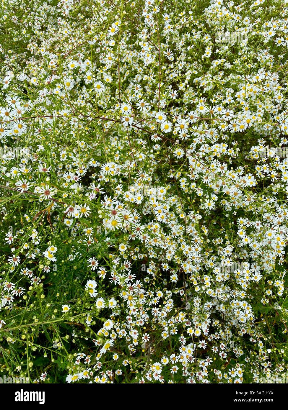 Field of Wild White Daisies in Bloom - Smartphone Captured Stock Image