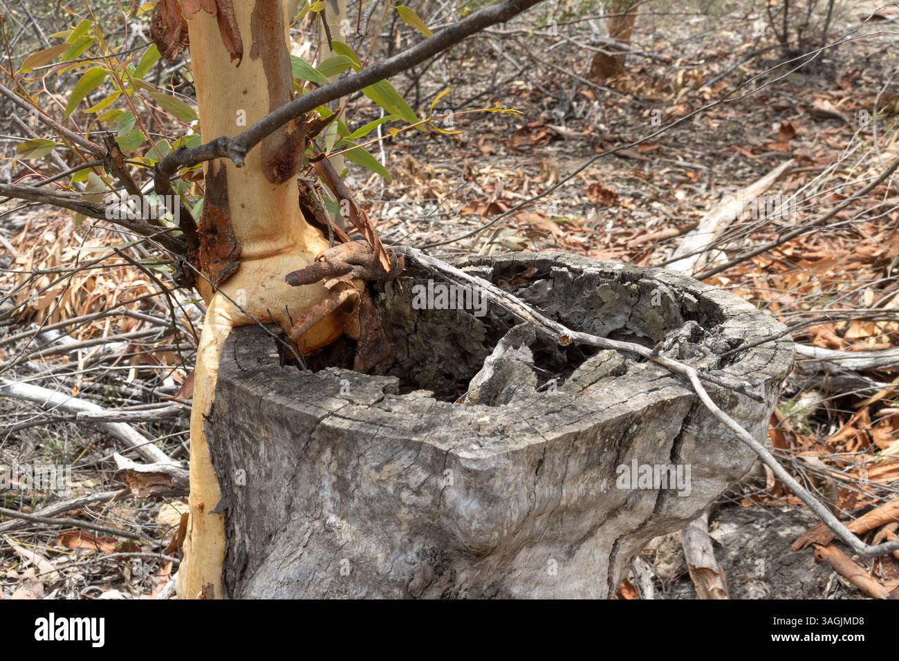 New tree growth in dead stump Stock Photo