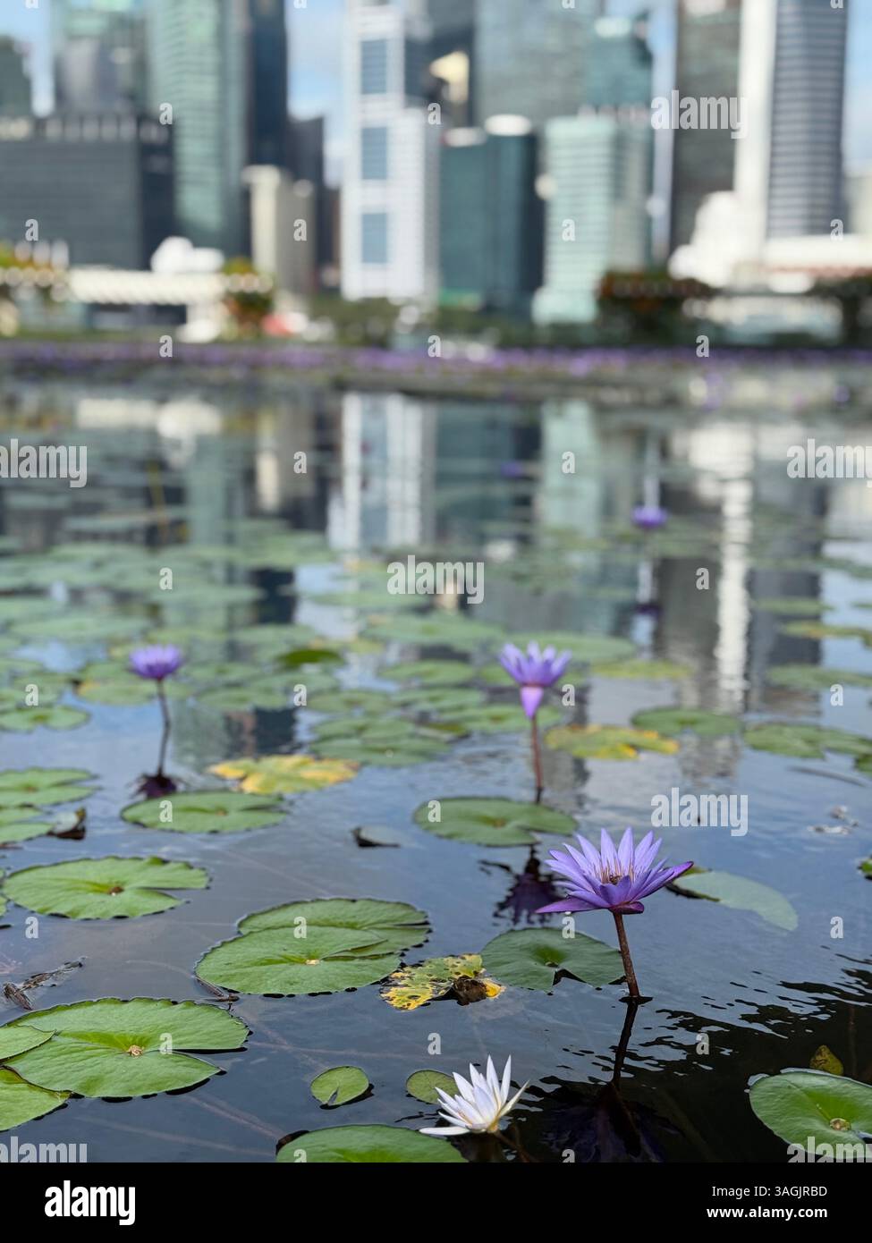 Water lilies in bloom with a city scape view of Singapore from Marina Bay Sands. A serene blend of nature and urban beauty. - Smartphone Captured Stock Image