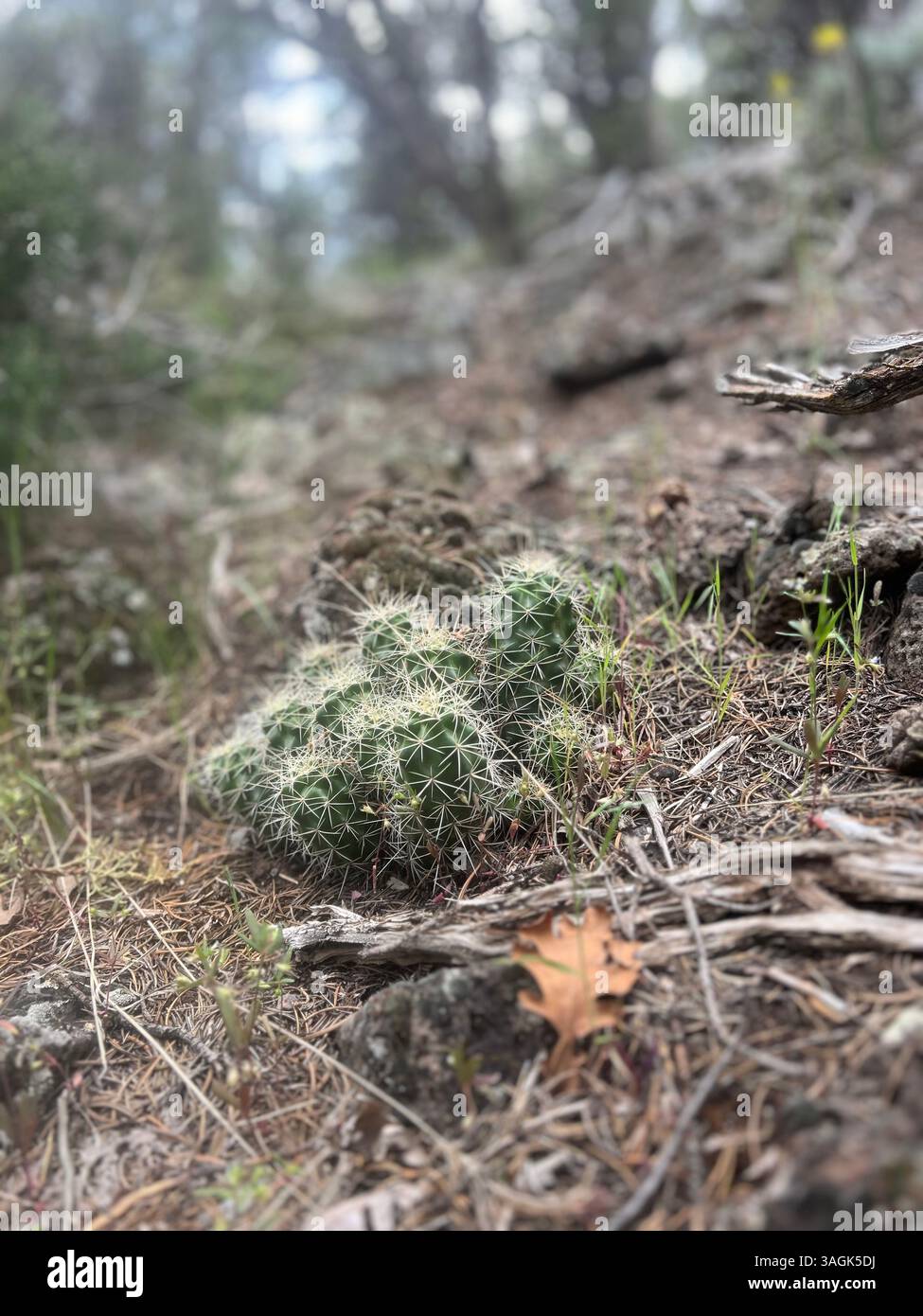 Cactus Family in the Desert Sun - Smartphone Captured Stock Image