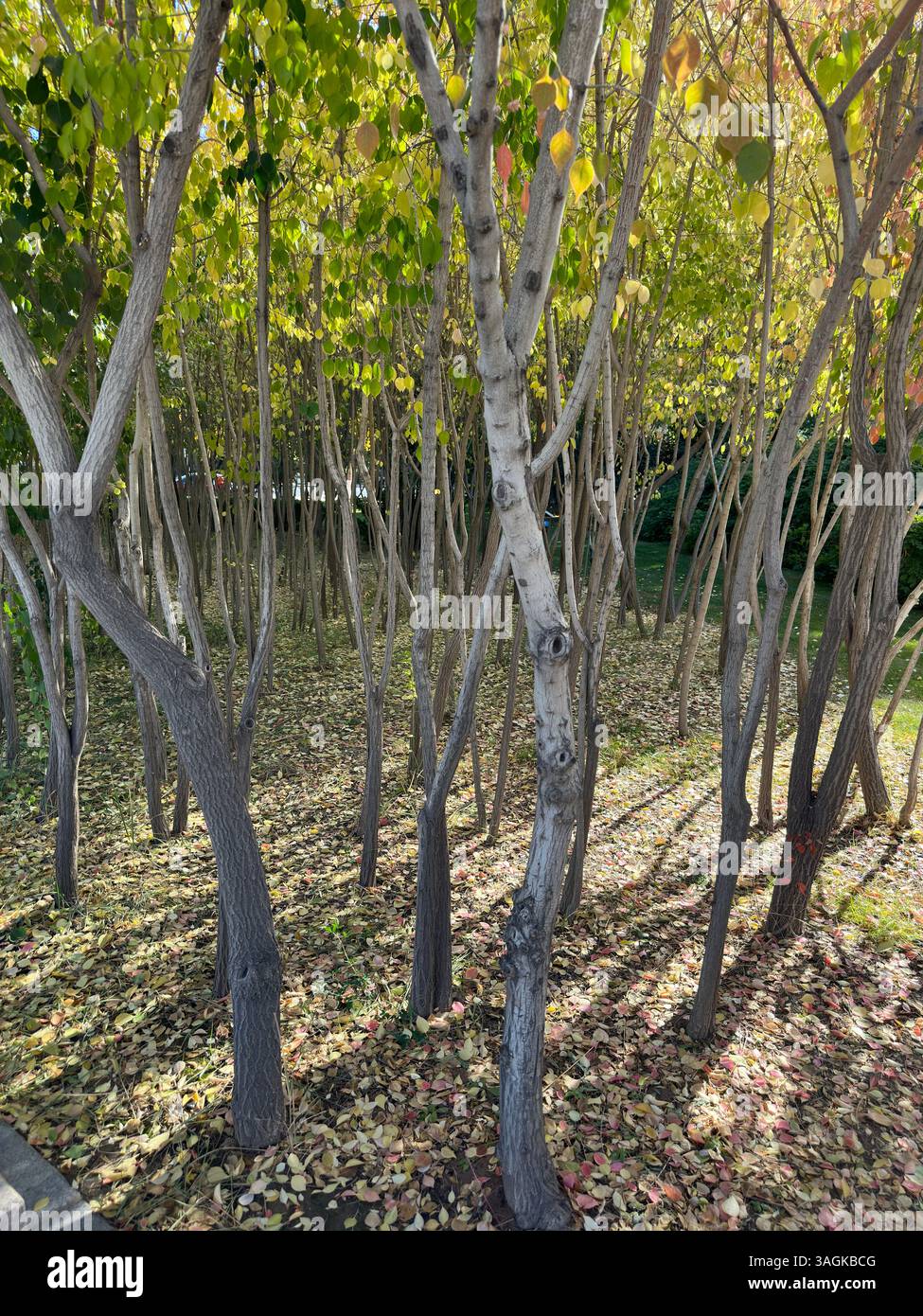 A scenic view of many tree trunks in a forest, with sunlight and shadows. - Smartphone Captured Stock Image