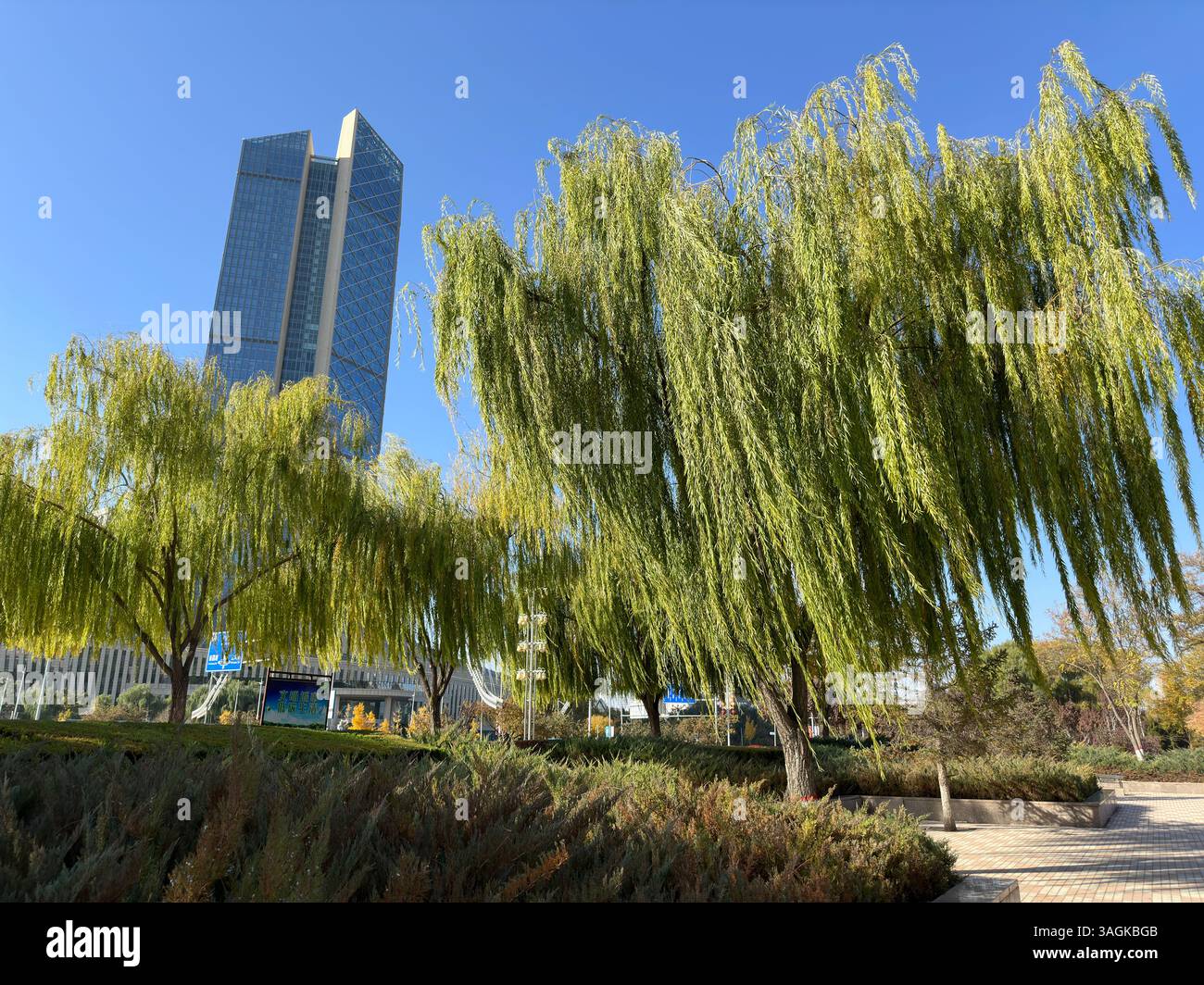 Modern skyscraper rises above weeping willow trees under a bright blue sky. - Smartphone Captured Stock Image