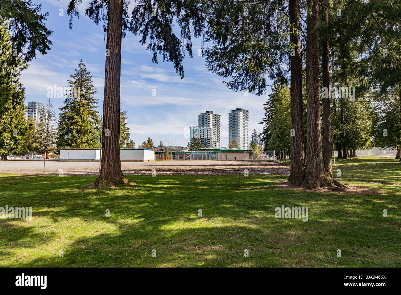 Urban park with pine trees and city skyline in the background Stock ...