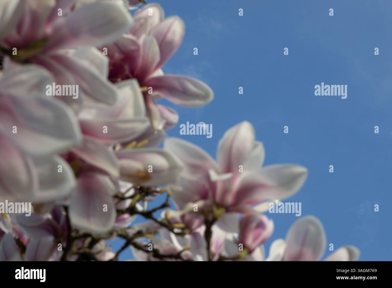 Close-up of pink and white magnolia flowers in full bloom on tree ...