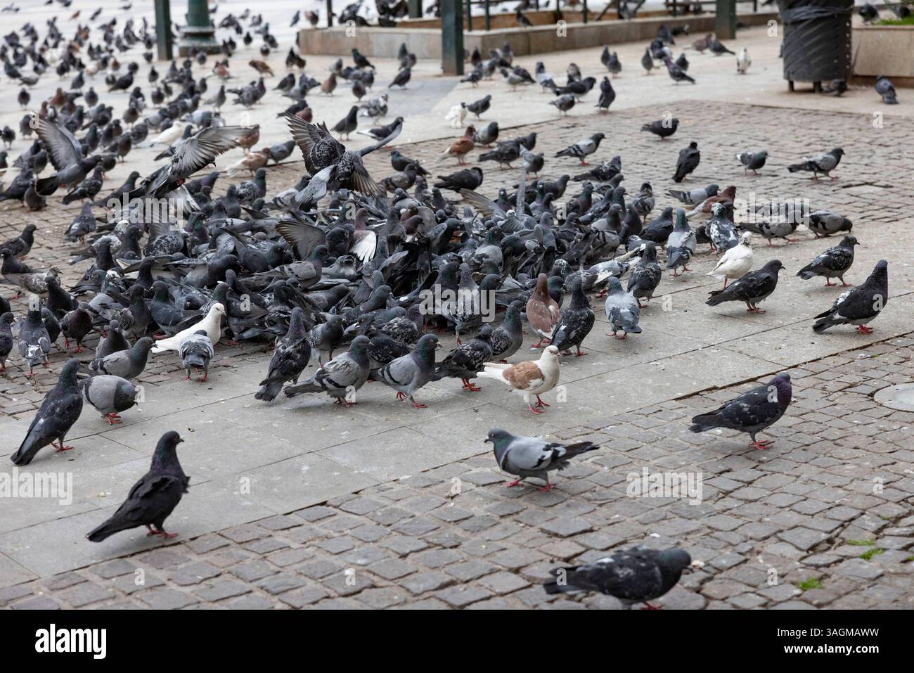 Athen 07042025 - Stadttauben am Monastiraki Platz  Athen ist die Hauptstadt Griechenlands. Hier leben schaetzungsweise eine halbe Millionen Menschen. Populaer sind die antiken Staetten innerhalb der Stadt Athen Attika Griechenland *** Athens 07042025 City pigeons at Monastiraki Square Athens is the capital of Greece It is estimated that half a million people live here Popular are the ancient sites within the city of Athens Attica Greece 070425 ppb-35 Stock Photo
