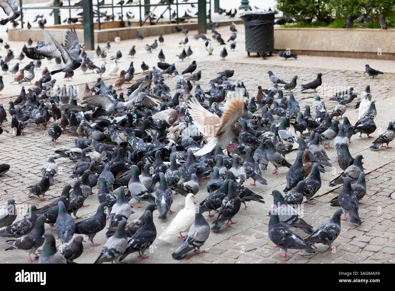 Athen 07042025 - Stadttauben am Monastiraki Platz  Athen ist die Hauptstadt Griechenlands. Hier leben schaetzungsweise eine halbe Millionen Menschen. Populaer sind die antiken Staetten innerhalb der Stadt Athen Attika Griechenland *** Athens 07042025 City pigeons at Monastiraki Square Athens is the capital of Greece It is estimated that half a million people live here Popular are the ancient sites within the city of Athens Attica Greece 070425 ppb-36 Stock Photo