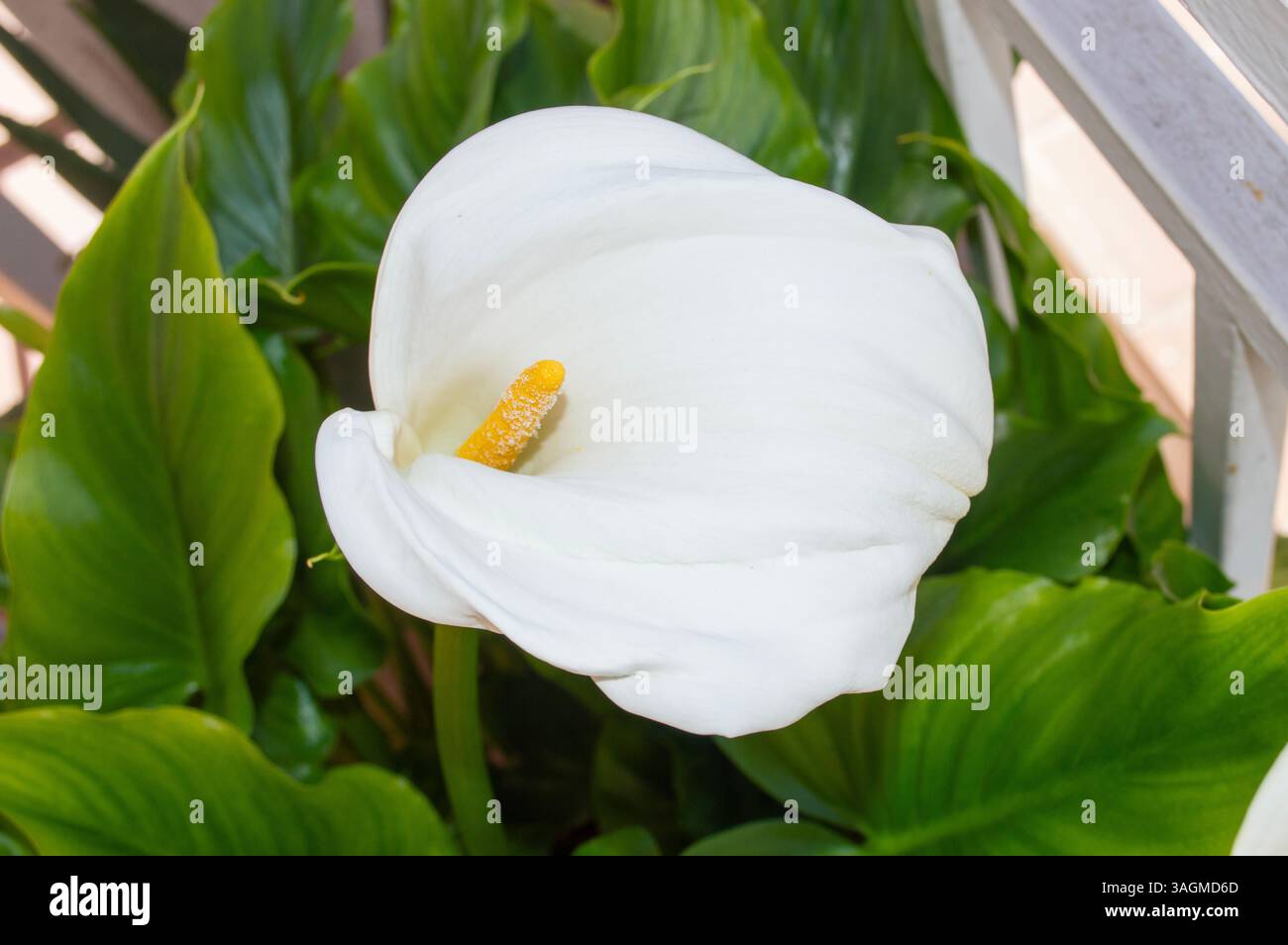 Calla Rosa Cala de flores hi-res stock photography and images - Alamy