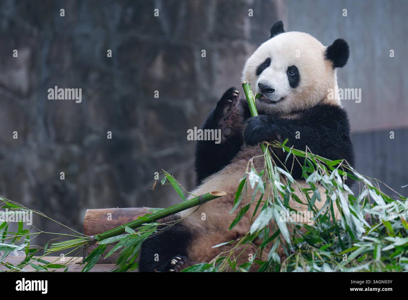 Giant pandas enjoy spring time at Chongqing Zoo, Chongqing, China, 6 ...