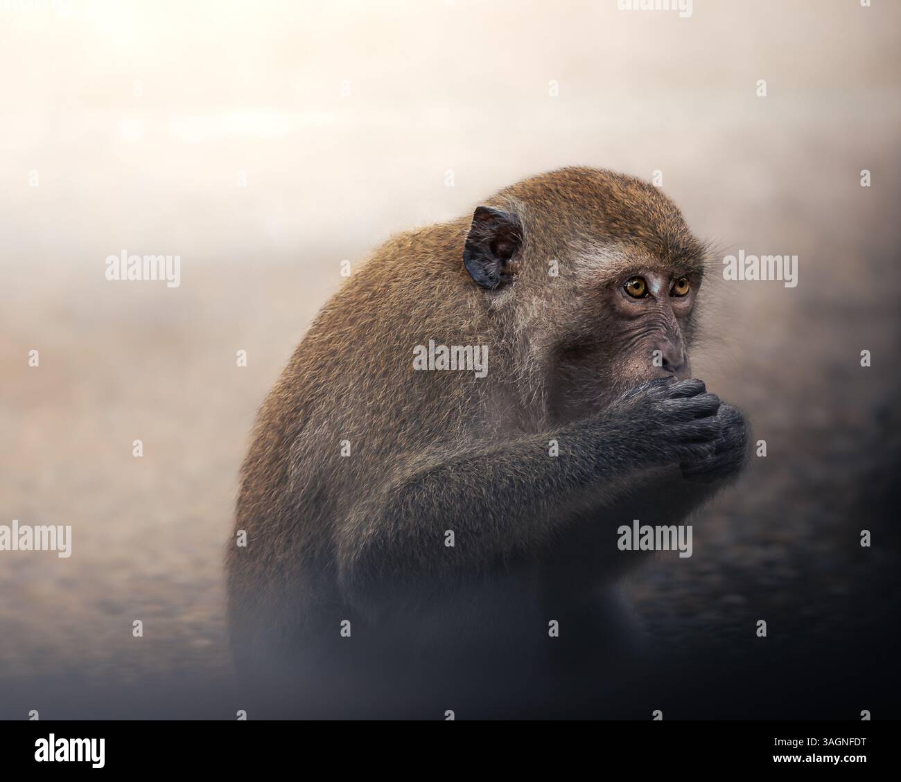 Macaque and natural light hi-res stock photography and images - Alamy