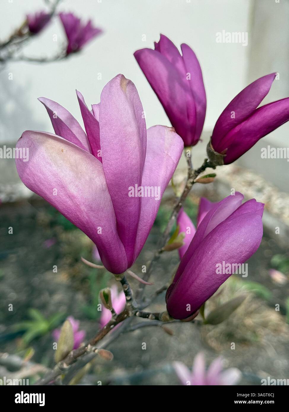 Magnolia flowers in full bloom, showcasing vibrant pink and white petals. Spring themes, nature photography, floral designs. Captures beauty - Smartphone Captured Stock Image