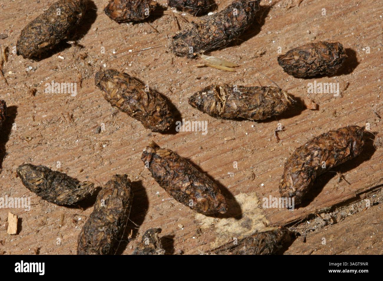 Wanderratte, Losung, Kot, Kotpillen, Wander-Ratte, Ratte, Rattus norvegicus, Common Rat, Rat surmulot, Losung, Kot, Kotpillen Stock Photo