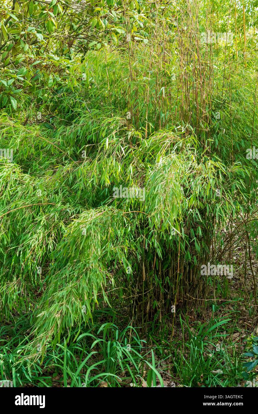 A dense clumping Fargesia from Jiuzhaigou Valley in Sichuan Province, China Stock Photo