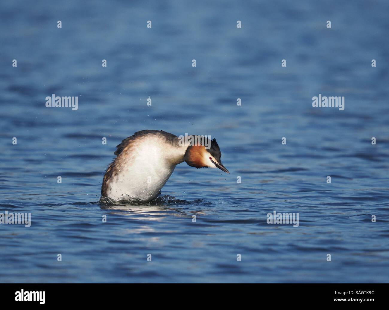 The great crested grebes on the local waters are less intense in their ...