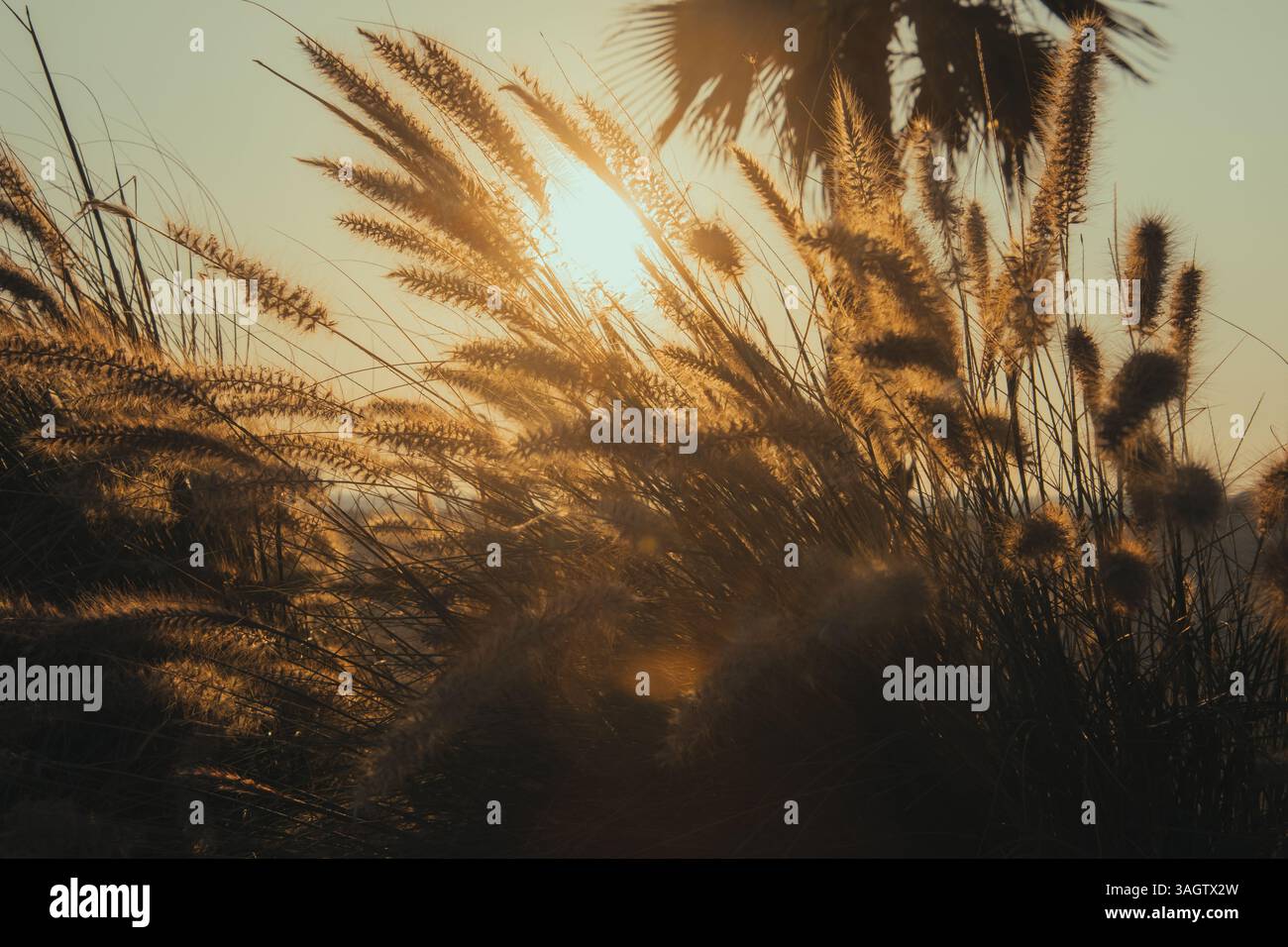 Beautifull sunset in the summer in Dubai Stock Photo