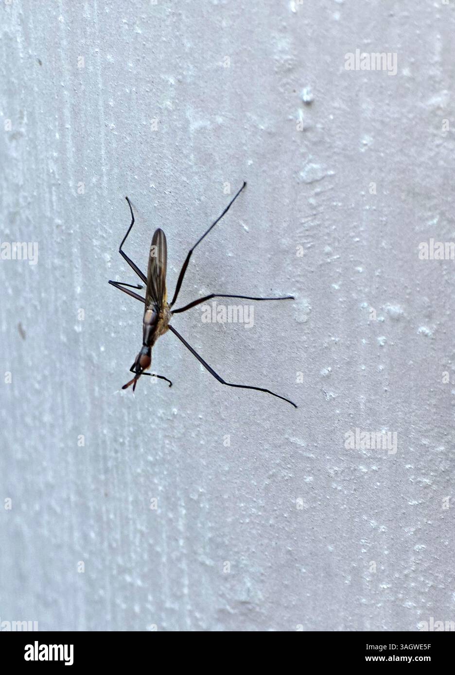 A close up of a Dalytra spinifex insect. - Smartphone Captured Stock Image