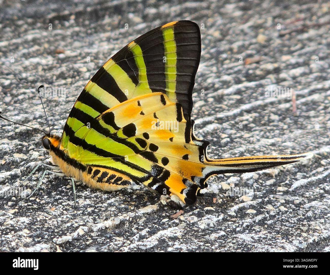 A Ventral view of a Five-bar swordtail butterfly. Photo taken on Lamma Island, Hong Kong. - Smartphone Captured Stock Image