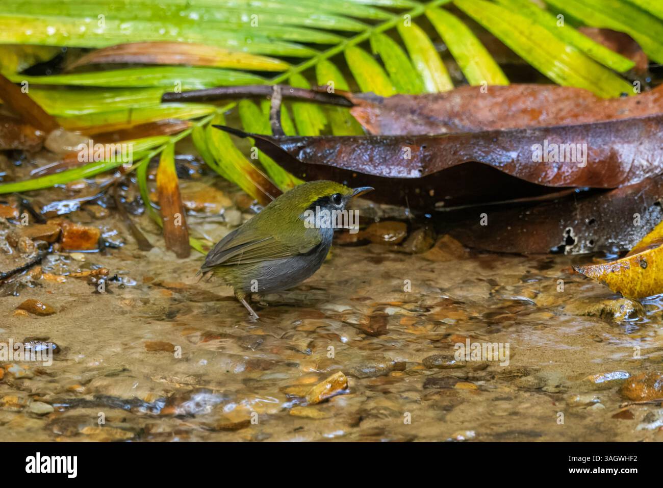 grey-bellied tesia or Tesia cyaniventer seen at Dosdewa in Karimganj ...