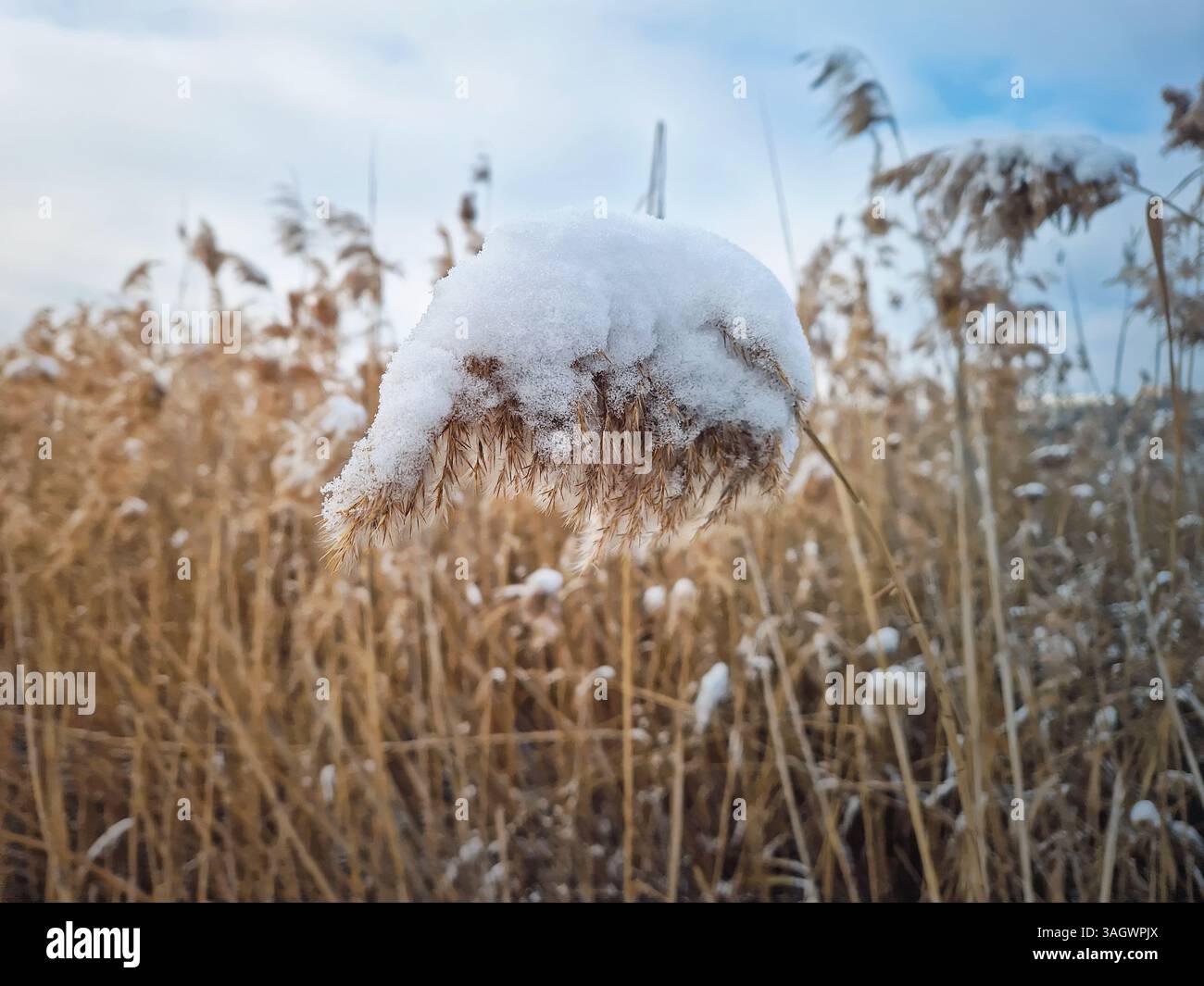 Dry reed covered with snow swaying in the wind. Wild frosty bulrush plant seeds in winter season - Smartphone Captured Stock Image