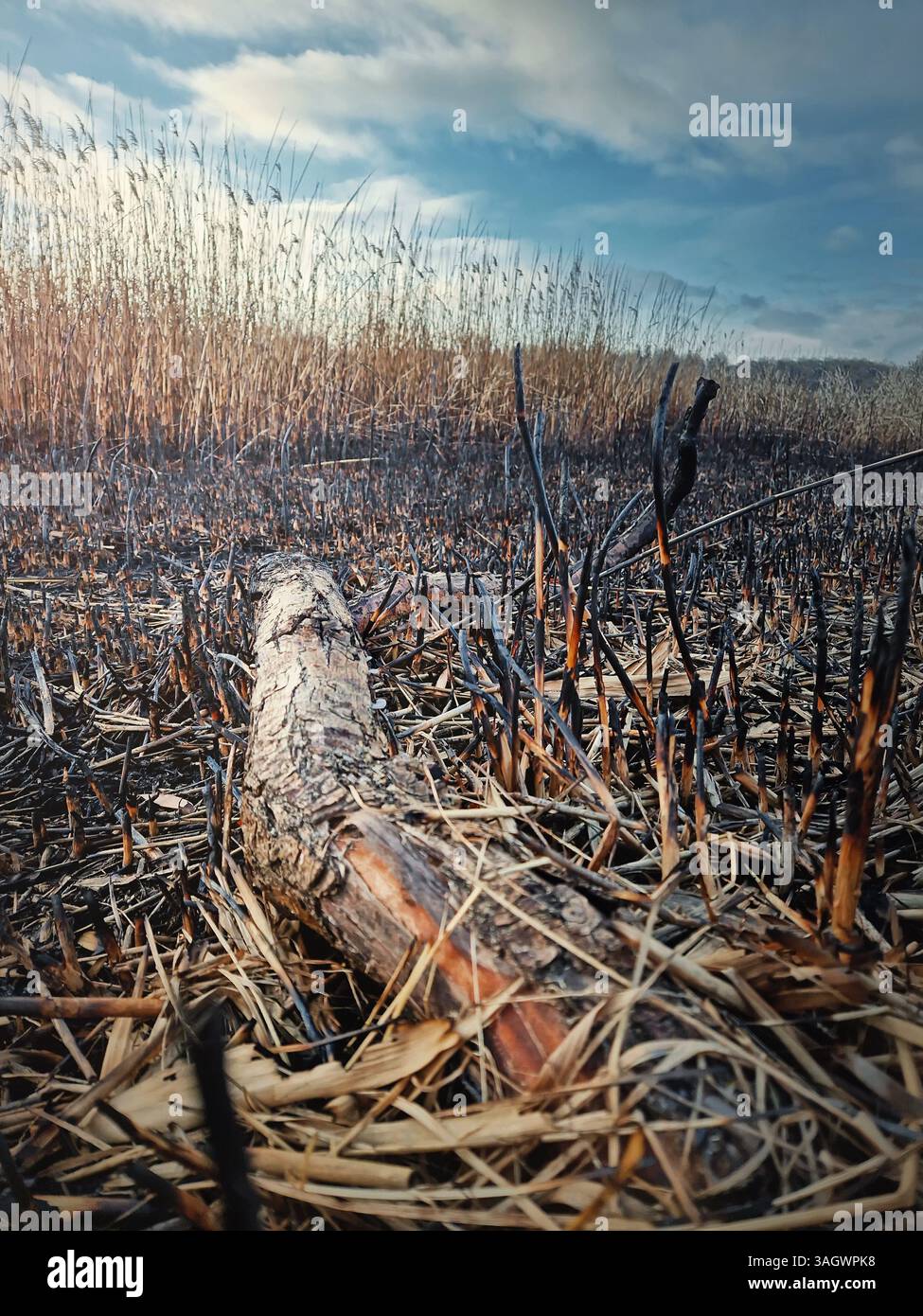 Burned reed vegetation near the lake. Dark ash after grass fires. Natural disaster endangered wild flora and fauna - Smartphone Captured Stock Image