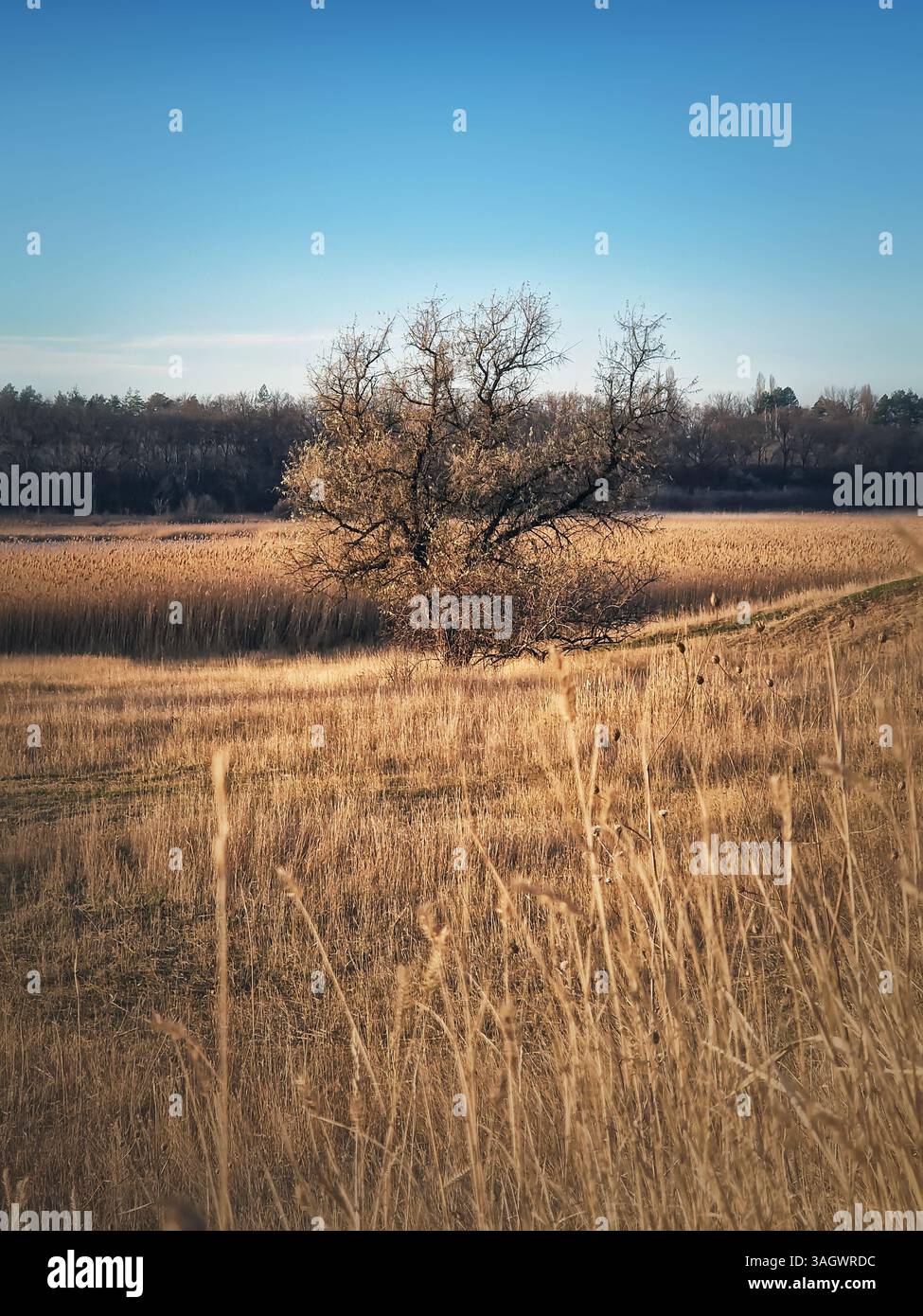 Steppe seasonal nature scene with dry grass field and an oleaster tree. Idyllic rural landscape, late fall season, country hay meadow, peaceful view - Smartphone Captured Stock Image
