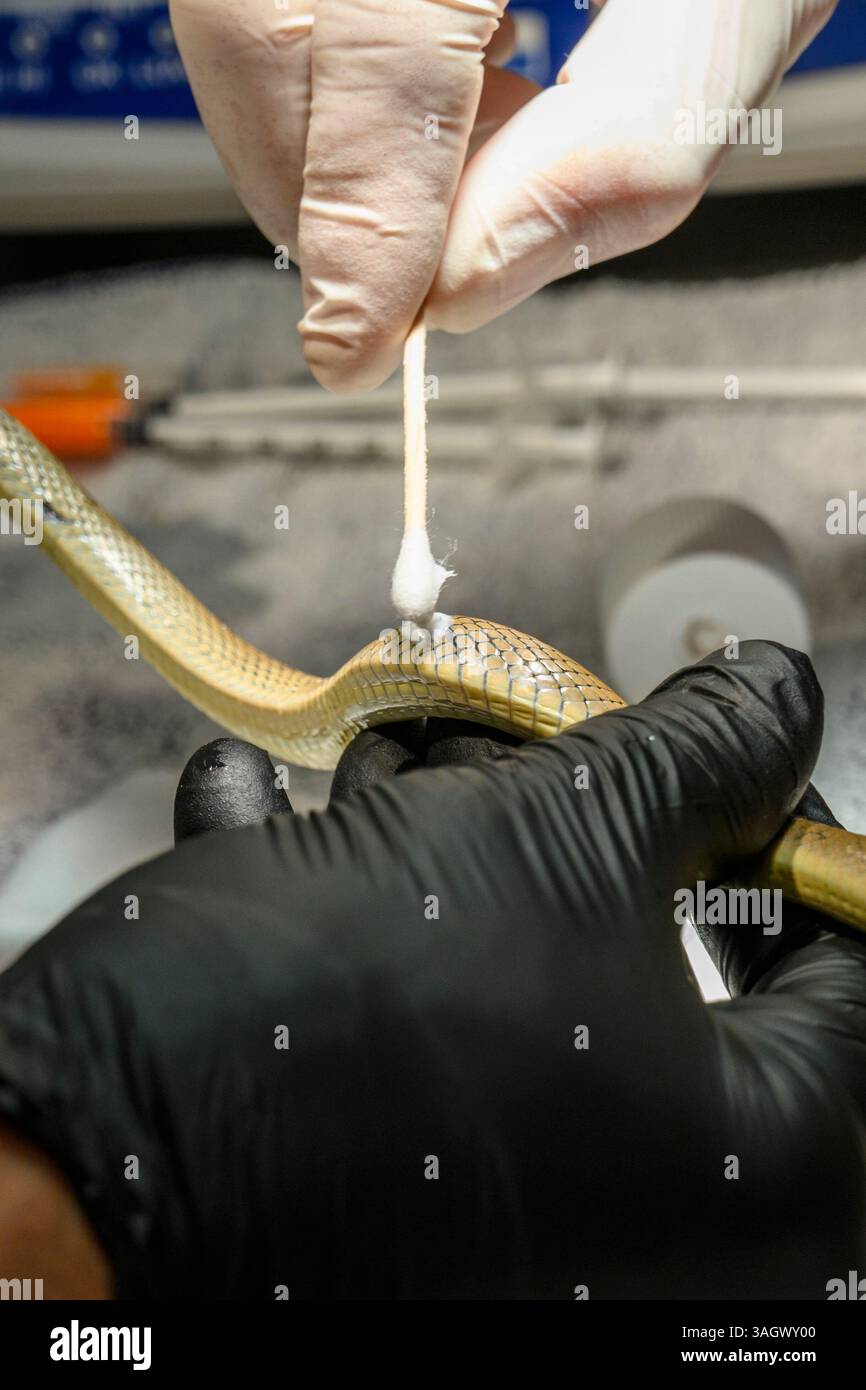 Veterinarian doctors and nursing staff are cleaning and disinfecting the wounds of an injured red whip snake or collared dwarf racer (Platyceps collar Stock Photo