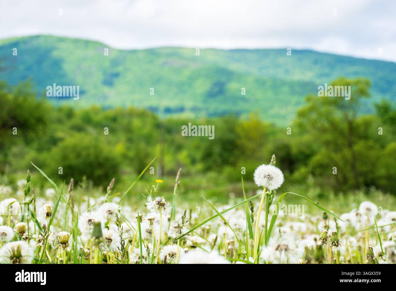 dandelion meadow in rural landscape. beautiful nature scenery with blooming fluffy weeds in morning light. clouds on the sky above the distant mountai Stock Photo
