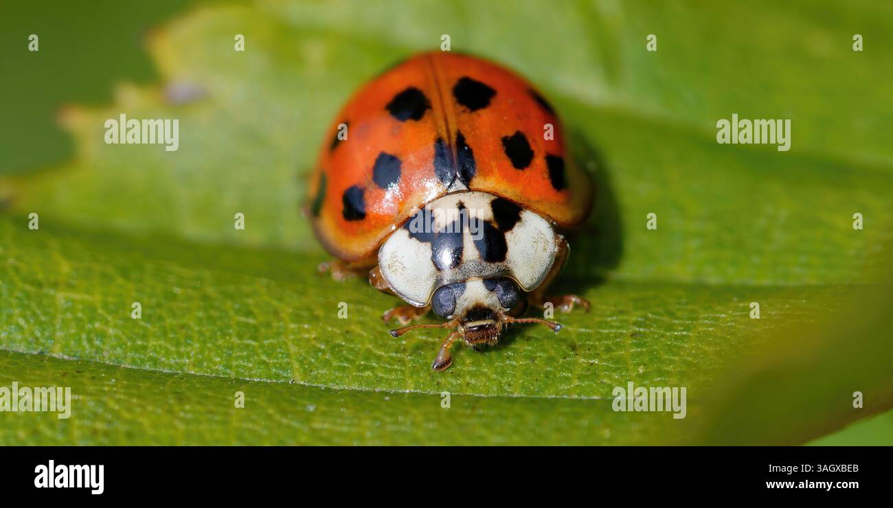 an Asian Lady Beetle - une Coccinelle asiatique Stock Photo