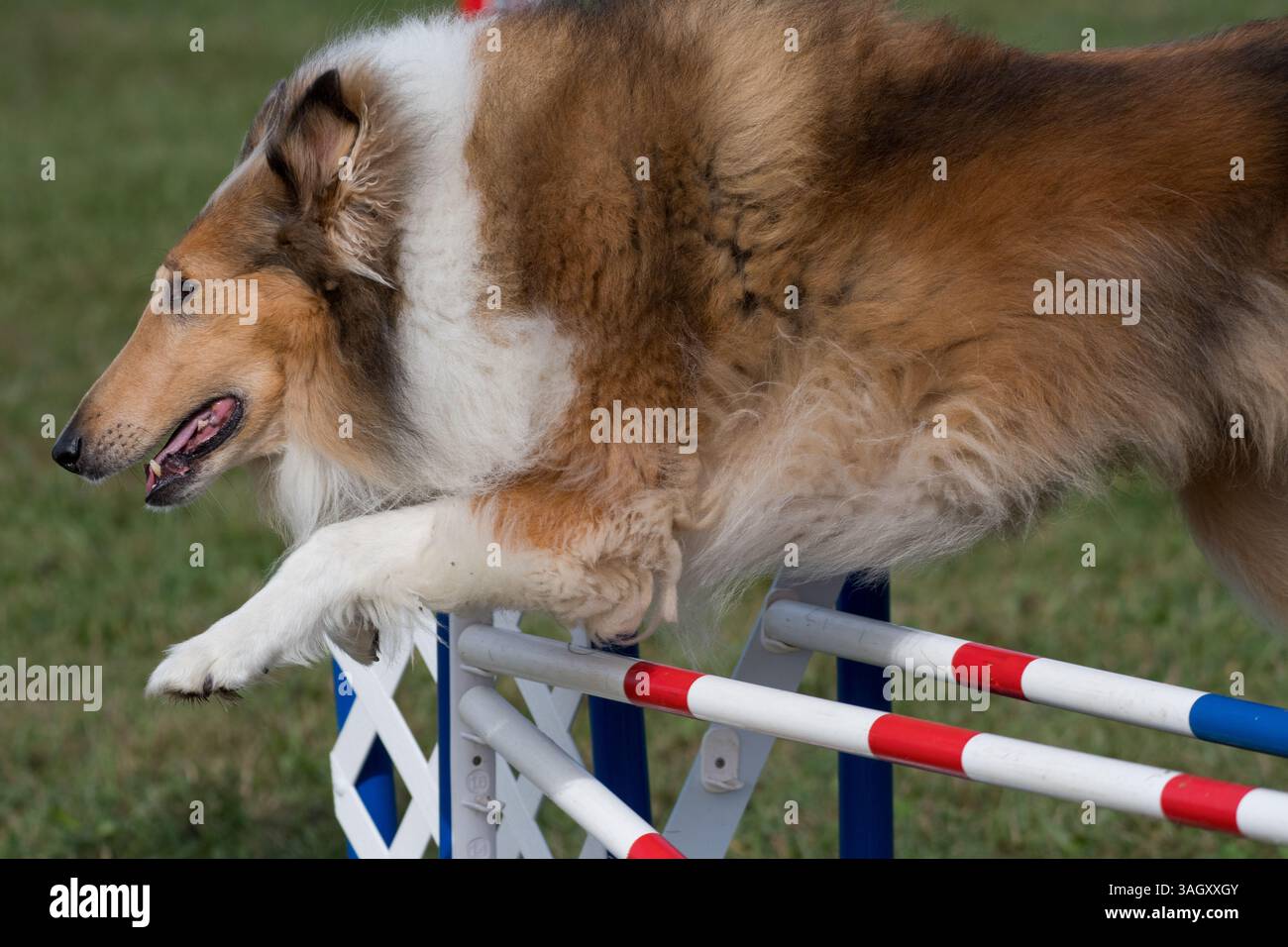 A Collie jumping a hurdle during an agility competition Stock Photo