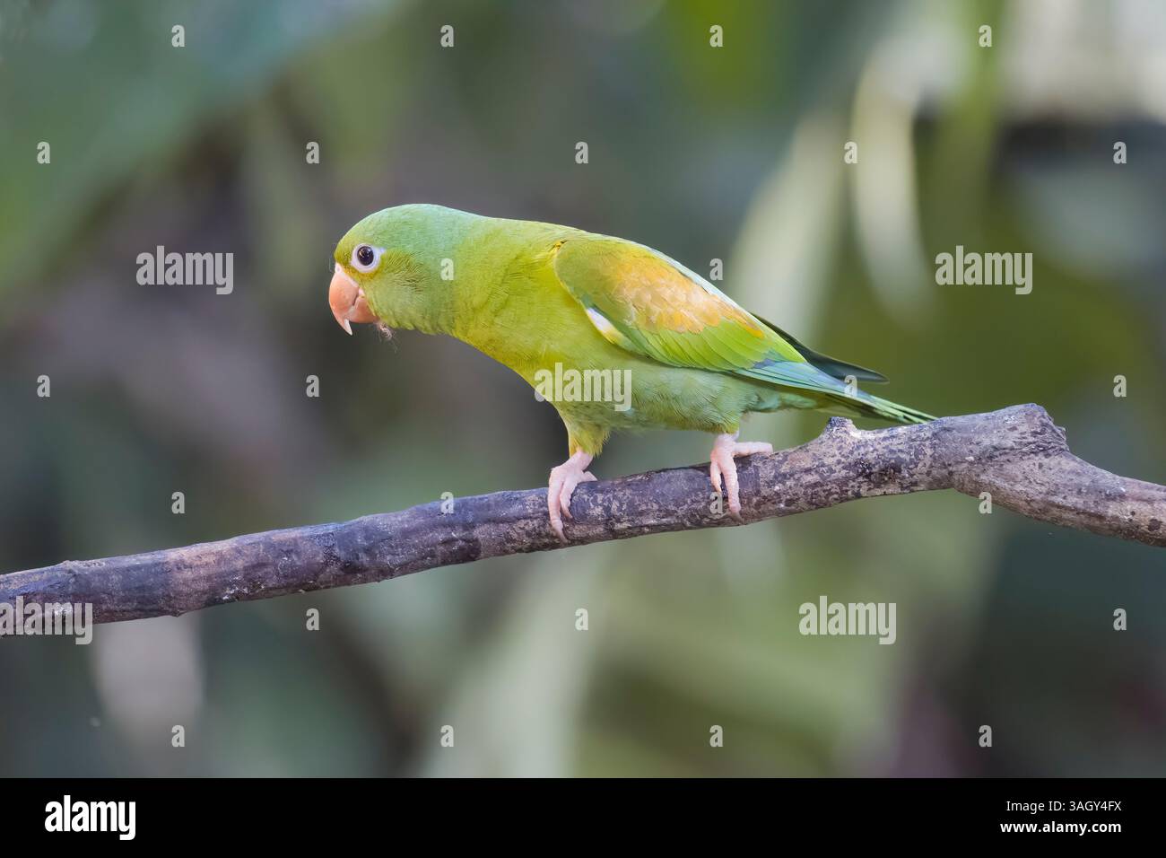 Orange-chinned Parakeet in Costa Rica Stock Photo