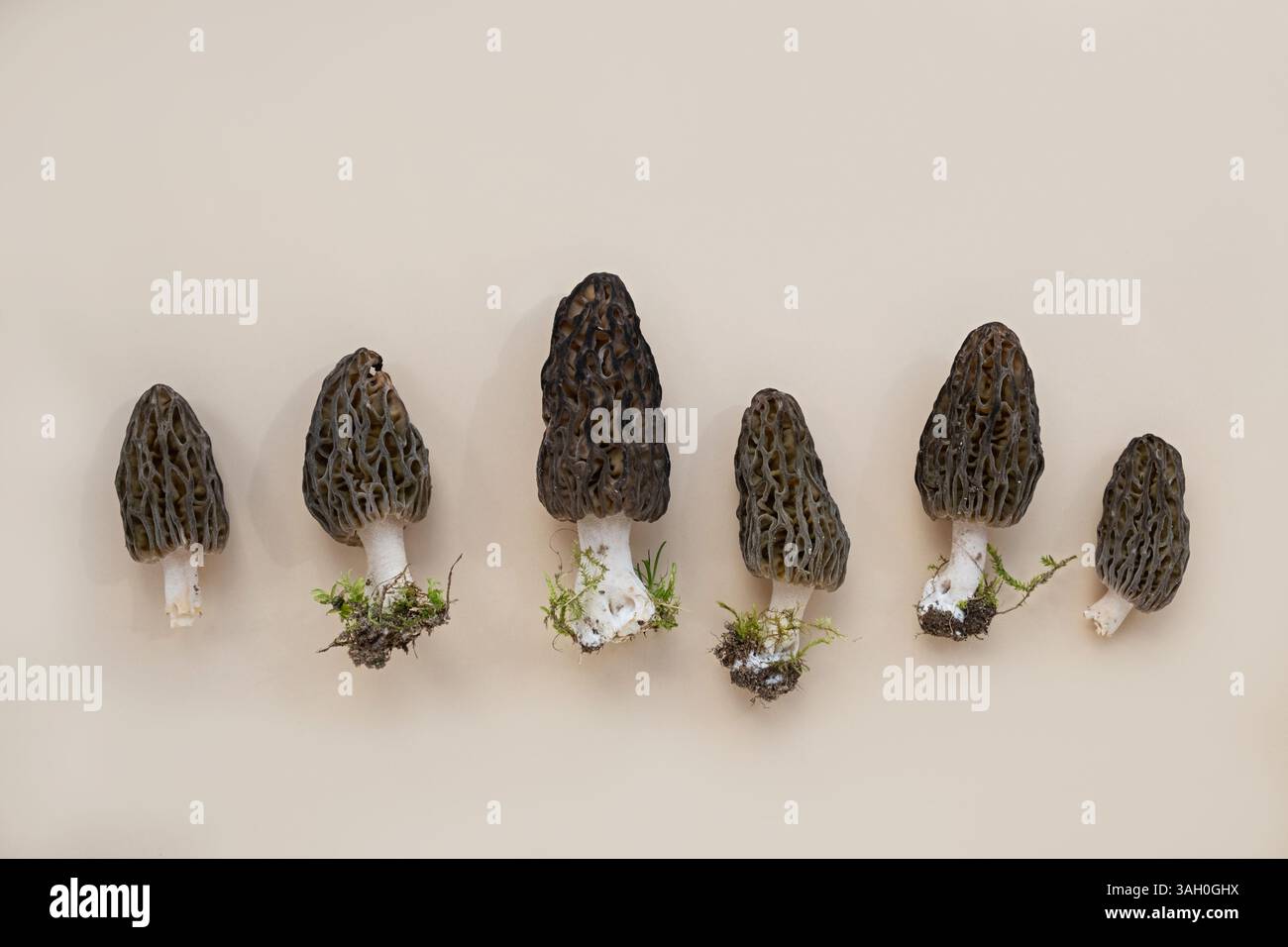 Fresh Morels Row fresh morel mushrooms hi-res stock photography and images - Alamy