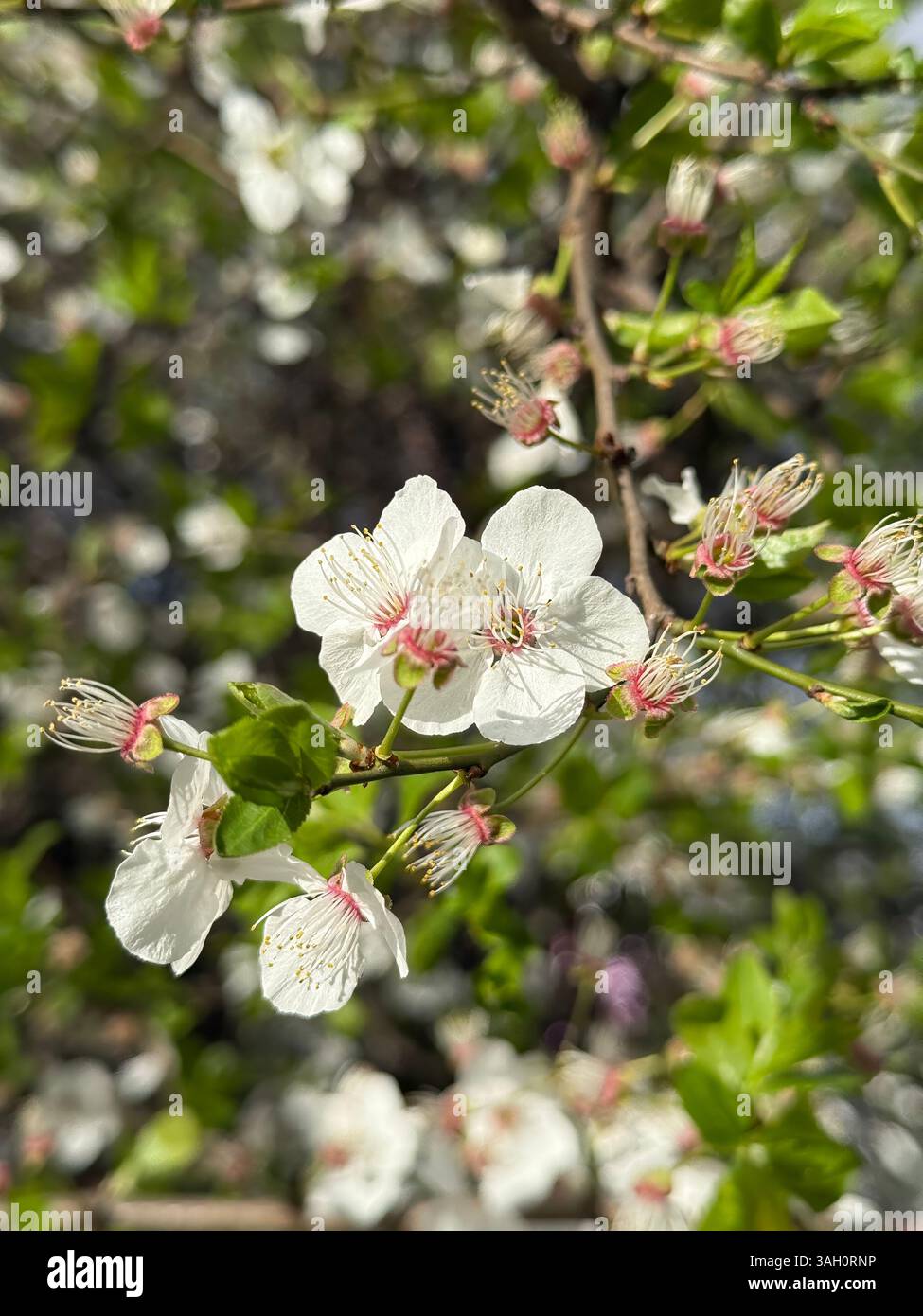 Close-up of blooming white cherry blossoms with green leaves in sunlight, showcasing springtime beauty and nature's renewal. - Smartphone Captured Stock Image