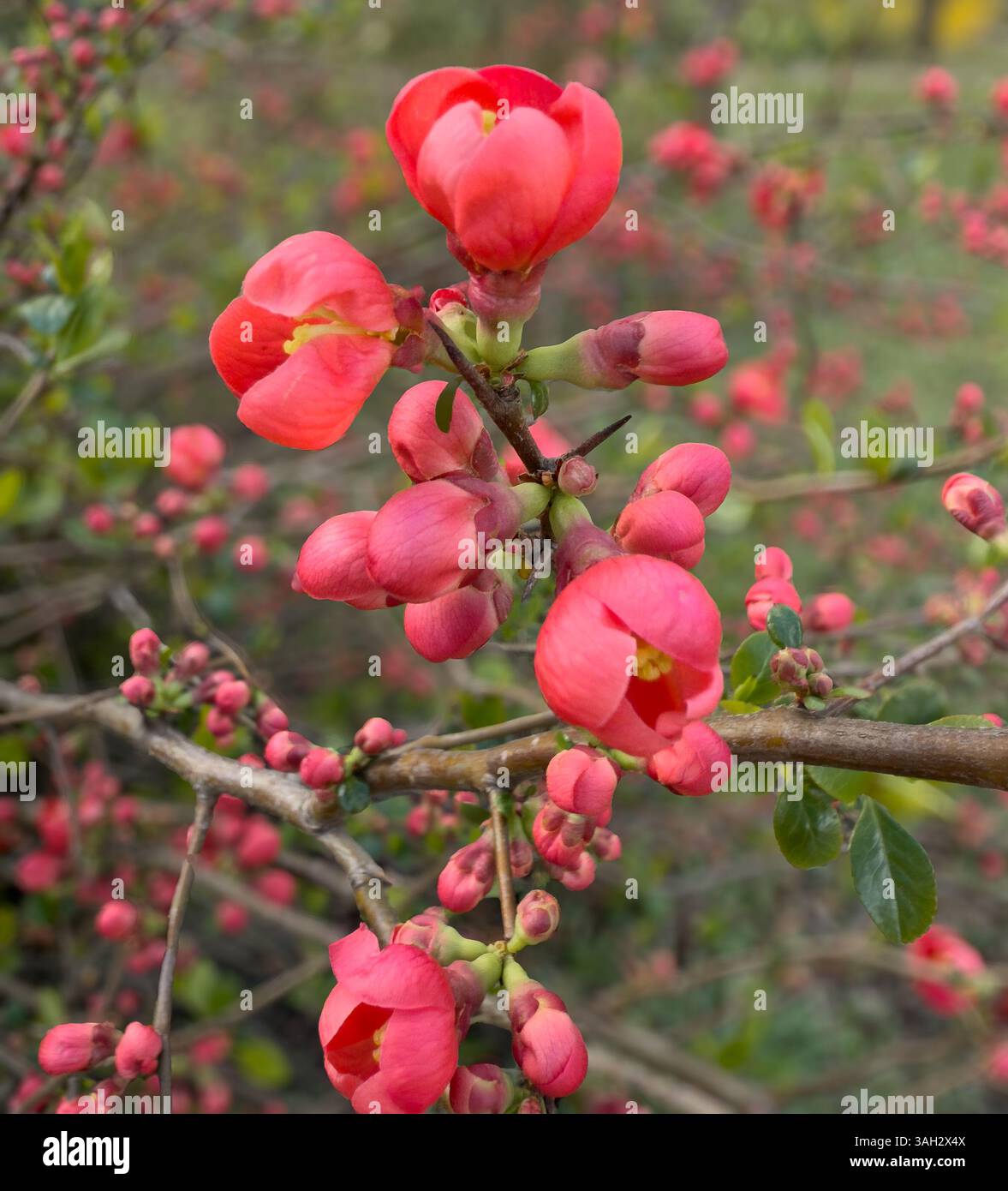 Bright red flowers blooming on branches, close-up view of vibrant blossoms and buds, showcasing seasonal beauty and botanical elegance. - Smartphone Captured Stock Image