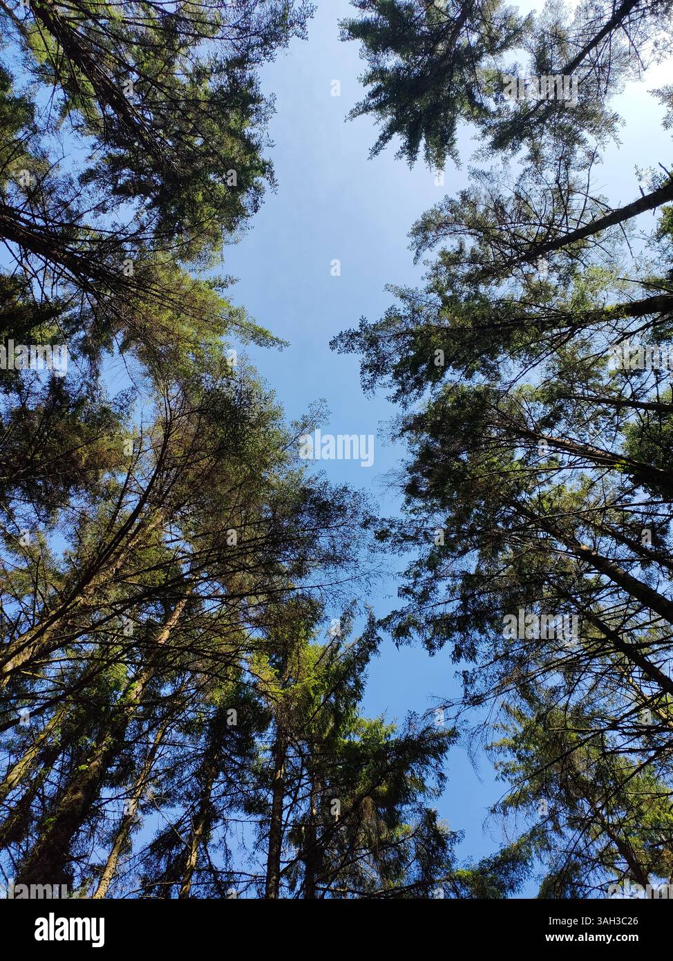 A upward view through a circle of towering conifer trees, with tree tops framing a patch of clear blue sky. An inspiring view of nature above. - Smartphone Captured Stock Image