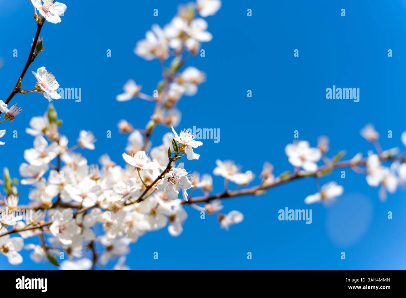 A tree branch is adorned with beautiful white flowers that are blooming ...