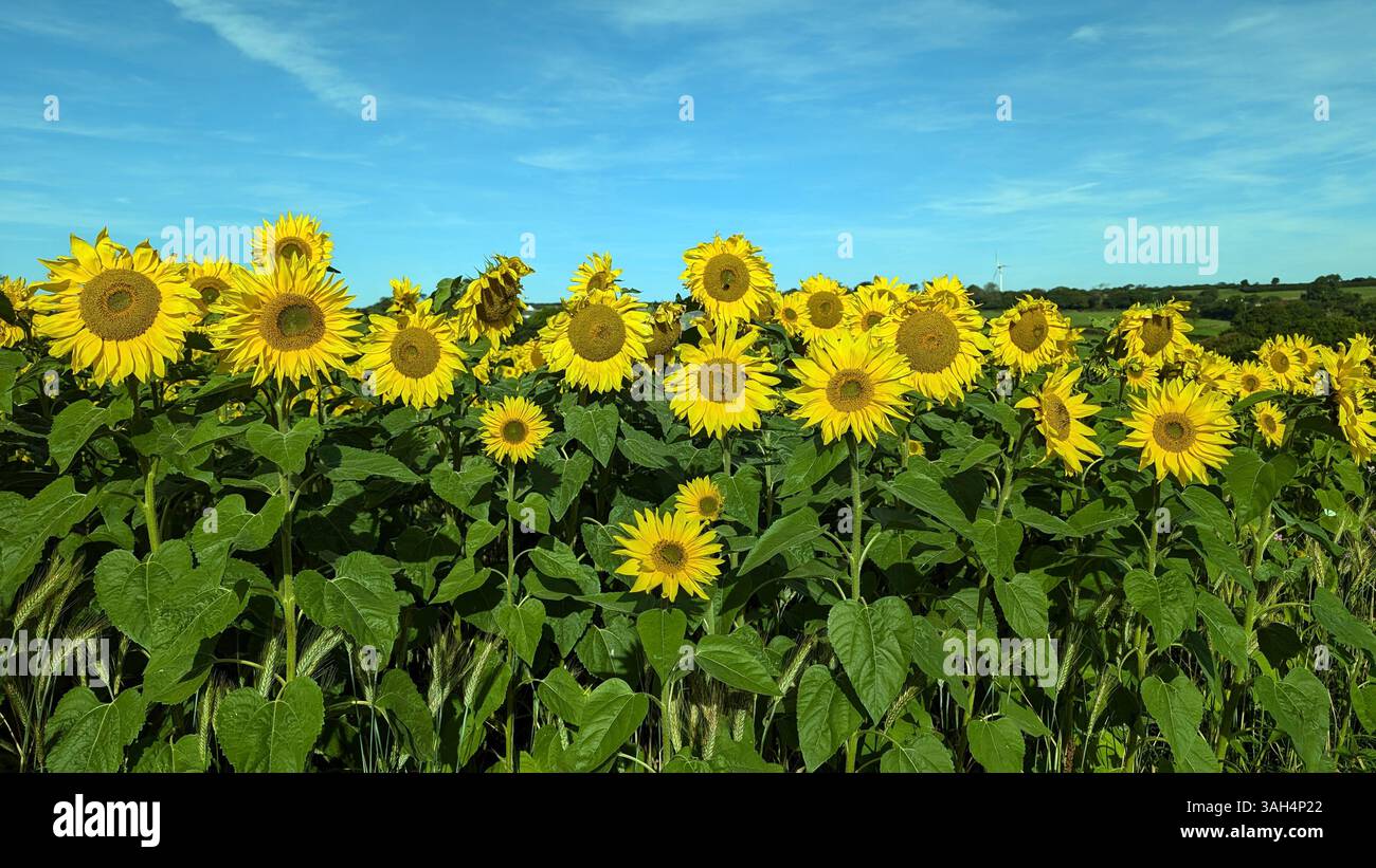 Sunflowers in a flield on a sunny day - Smartphone Captured Stock Image