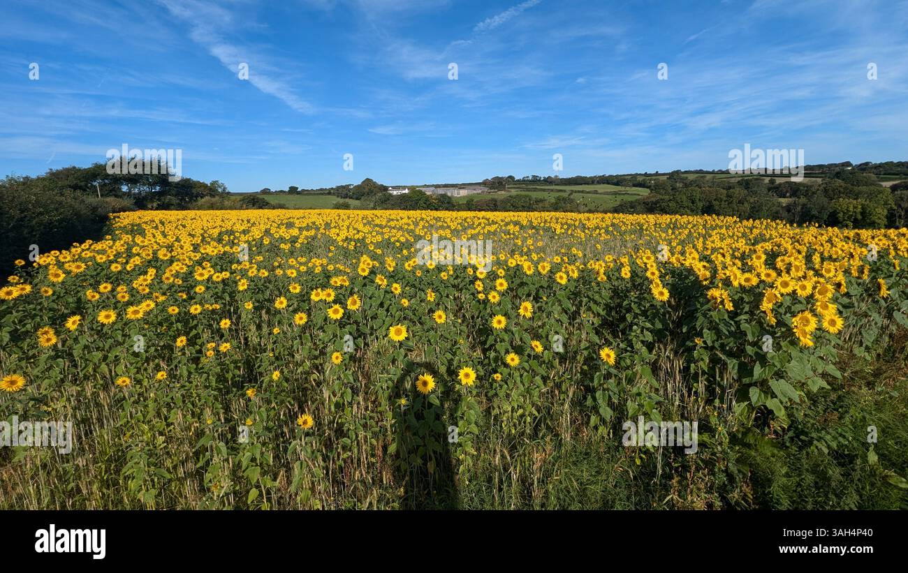 Sunflowers in a flield on a sunny day - Smartphone Captured Stock Image