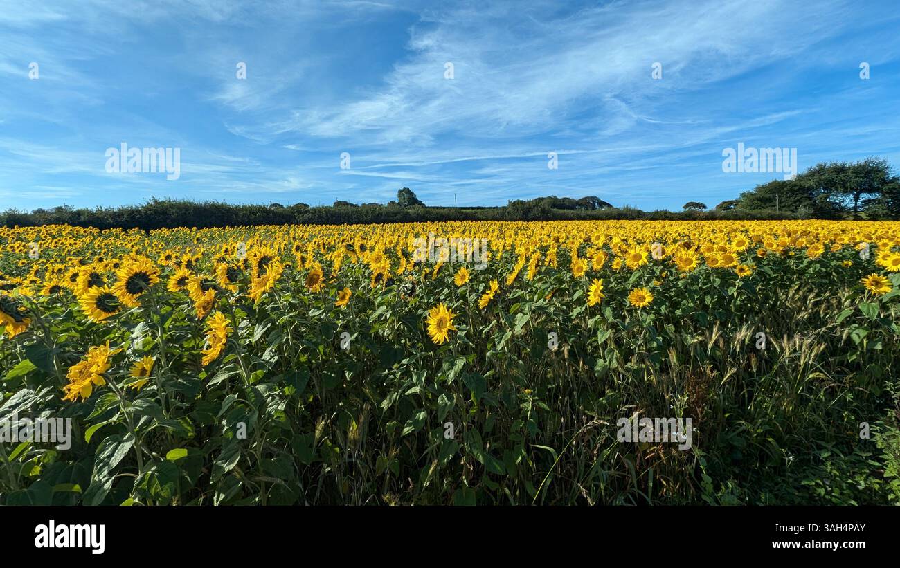 Sunflowers in a flield on a sunny day - Smartphone Captured Stock Image