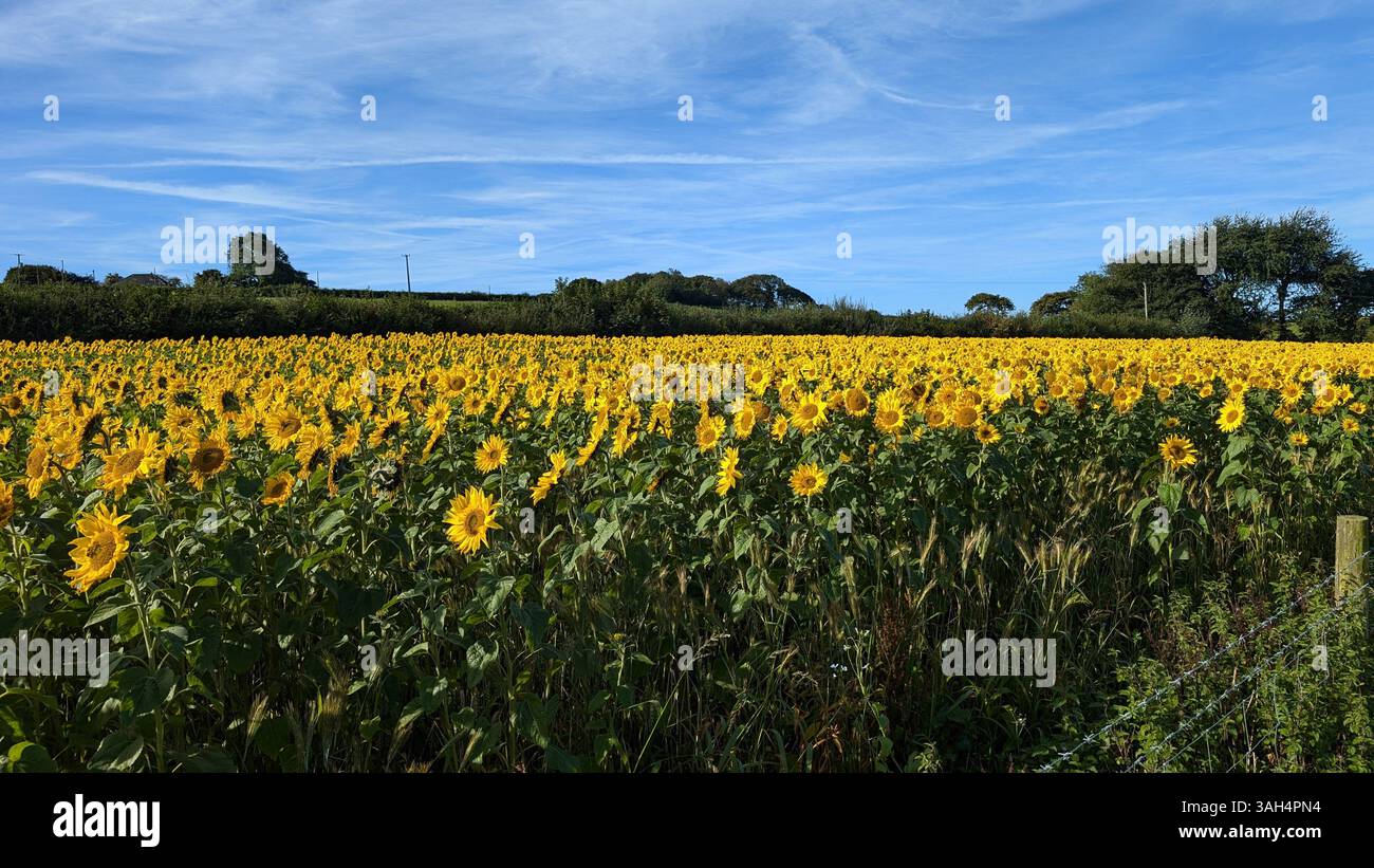 Sunflowers in a flield on a sunny day - Smartphone Captured Stock Image