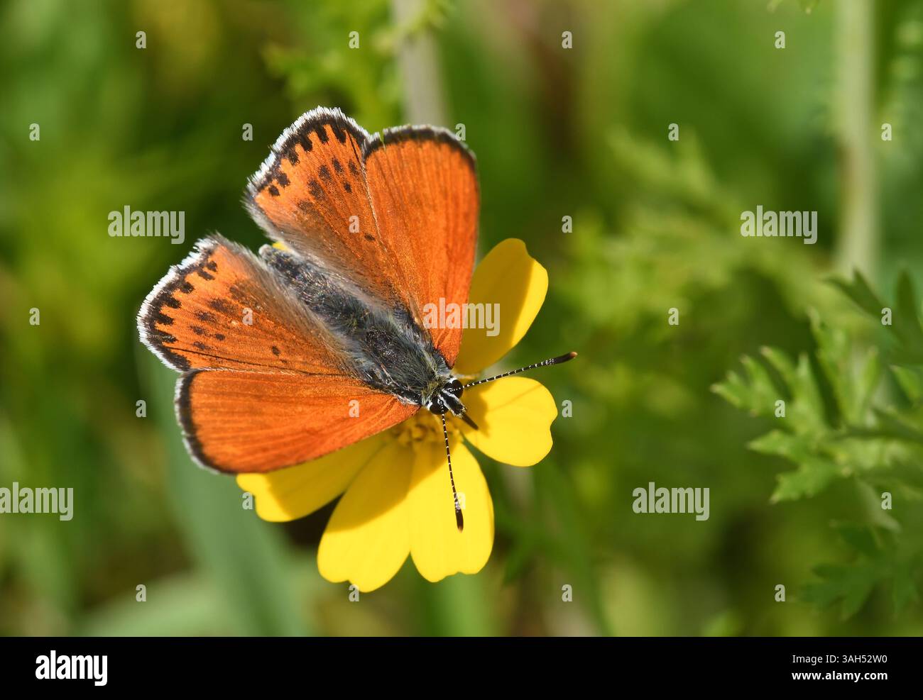 Lesser fiery copper butterfly on chrysanthemum flower Stock Photo